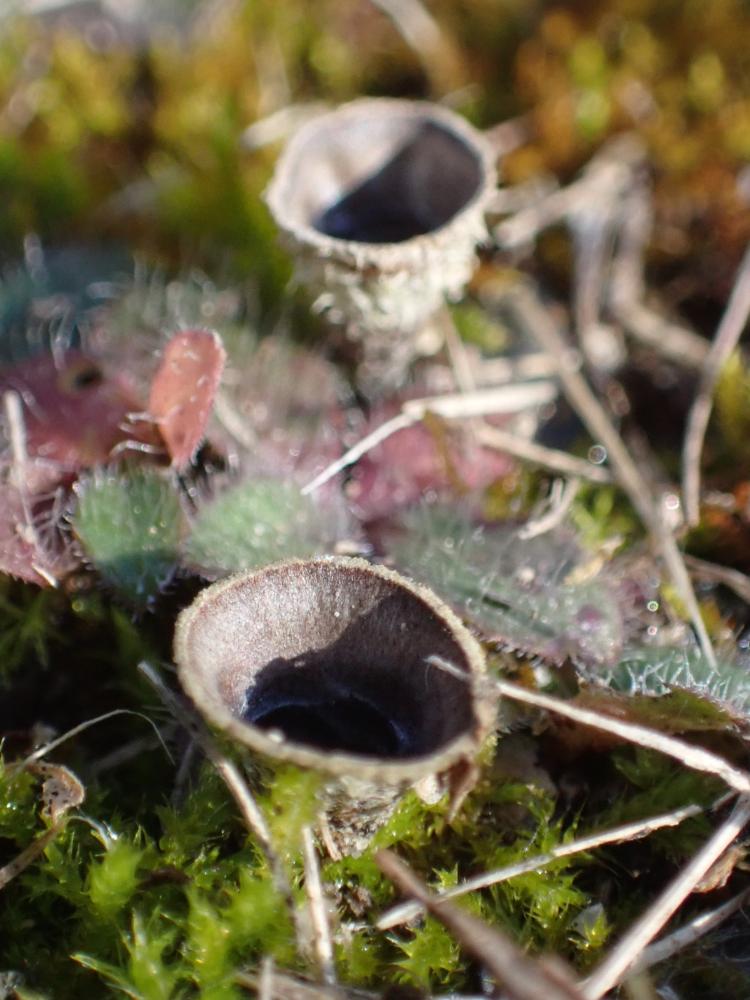 ハタケチャダイゴケの写真