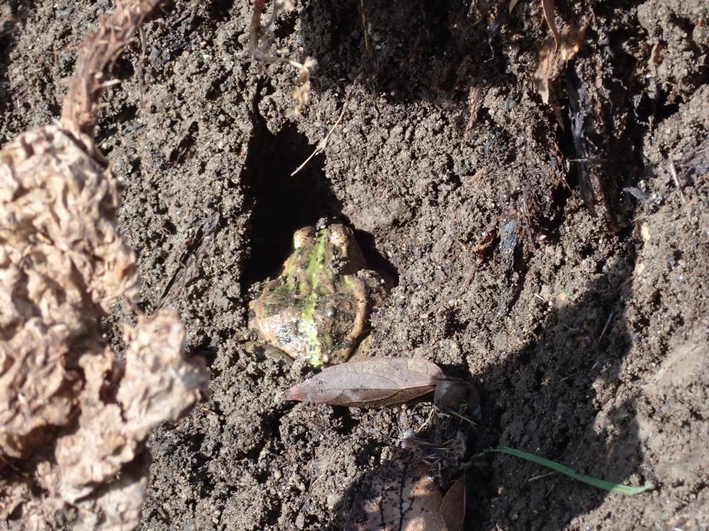 トノサマガエルの写真