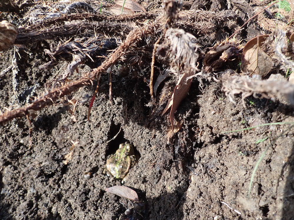 トノサマガエルの写真
