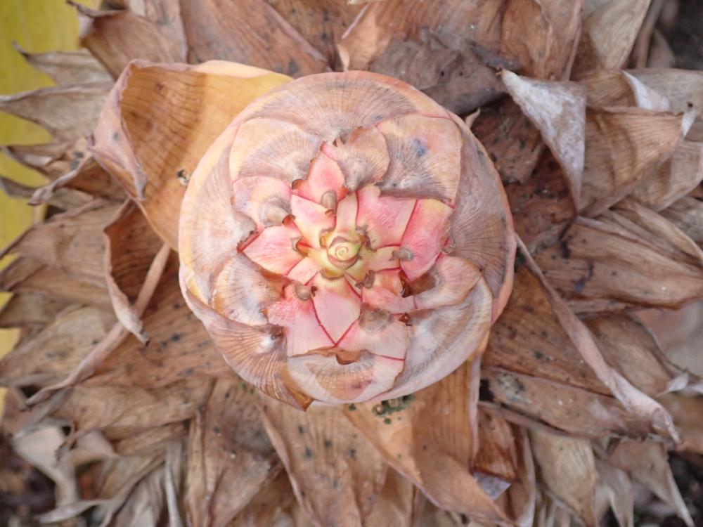 チュウキンレンの写真