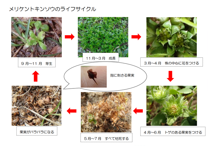 メリケントキンソウのライフスタイルの写真