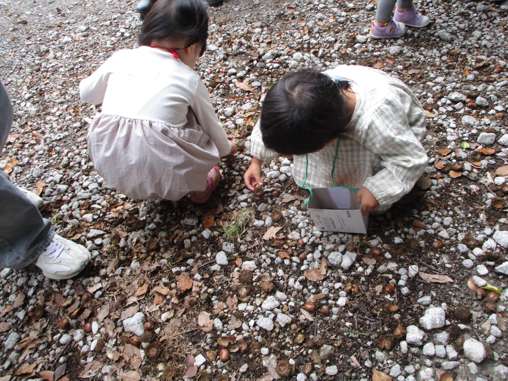 児童館の駐車場でどんぐり拾いする子たち