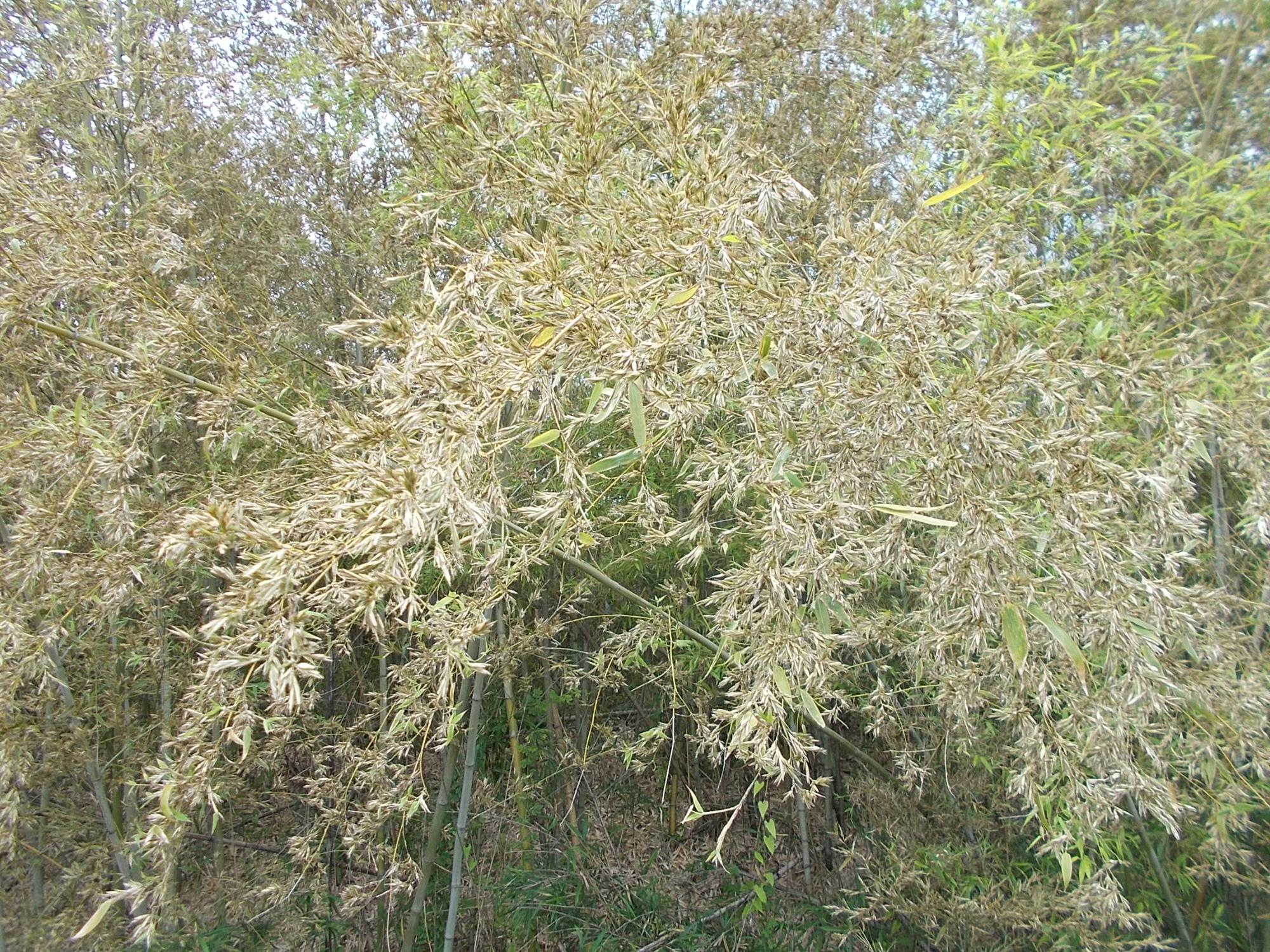 近くから見た竹の花