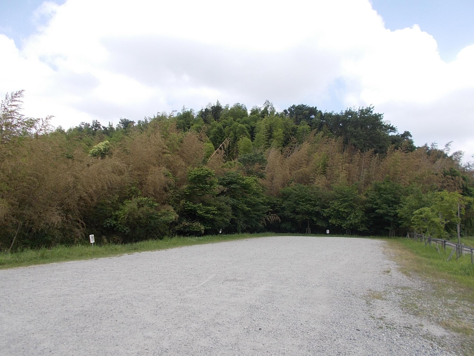 遠目から見た竹の花