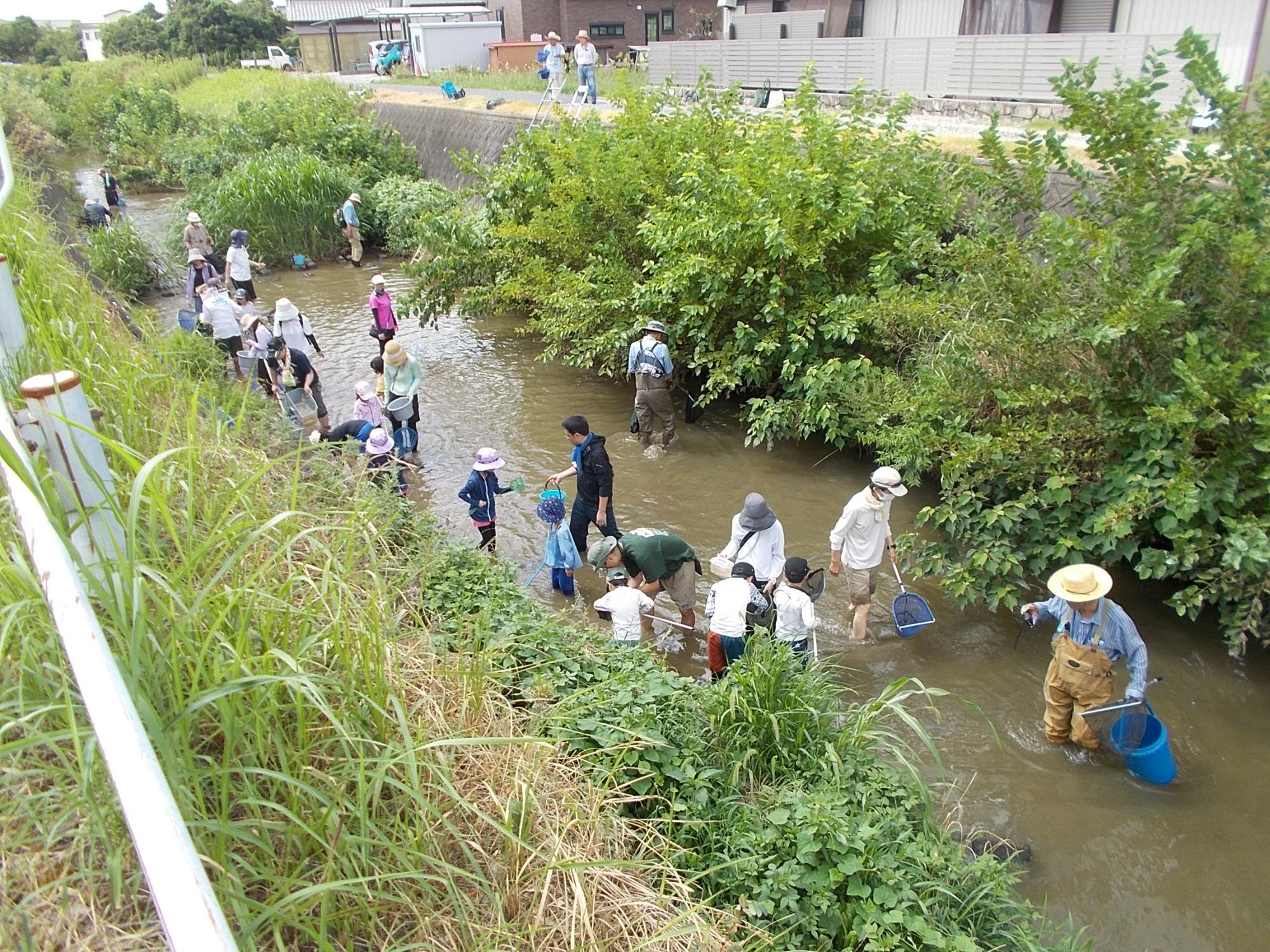 川で生き物を捕獲している様子