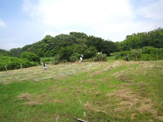 生物採集