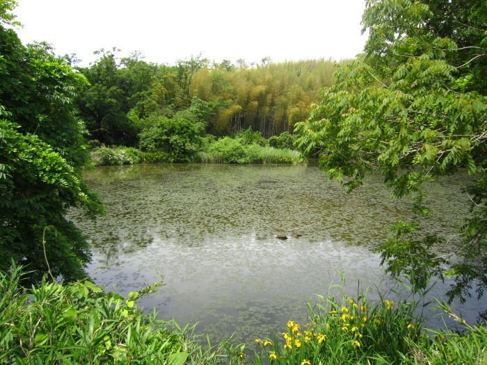 新池のヒシの画像