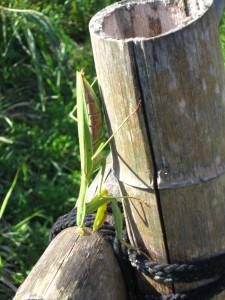 オオカマキリ