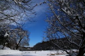 樹木雪