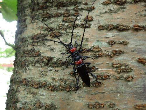 木にとまっているクビアカツヤカミキリ