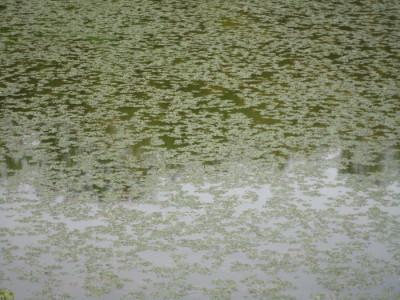 新池のヒシの画像