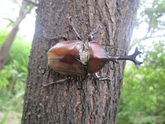 カブトムシ生き物