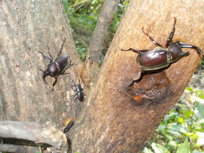 カブトムシの木