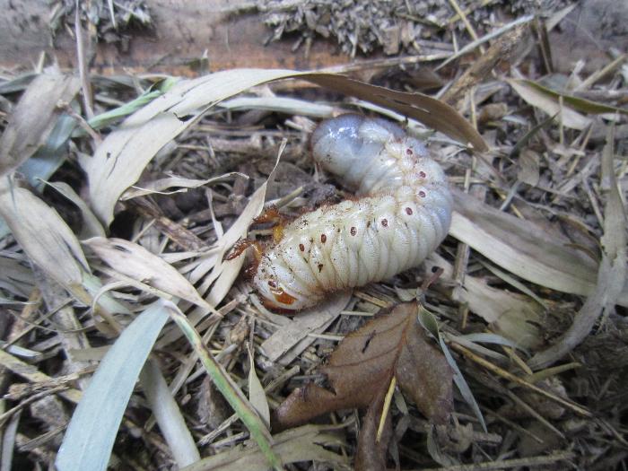 カブトムシの幼虫1