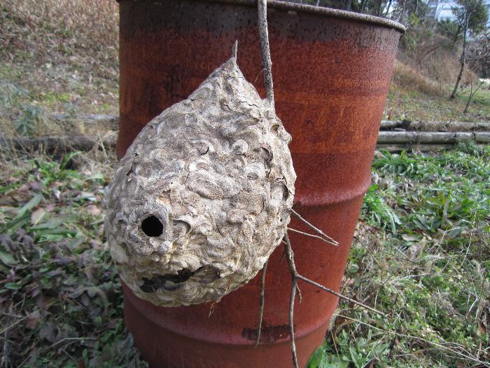 コガタスズメバチの巣