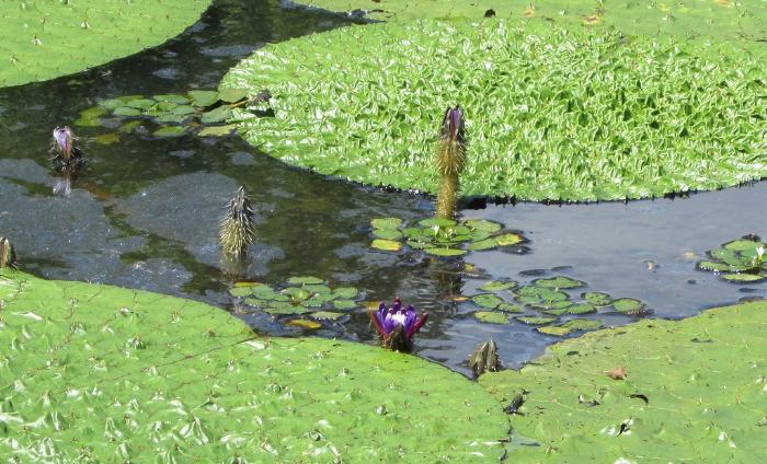 オニバス花