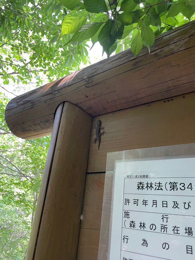 ヤモリ