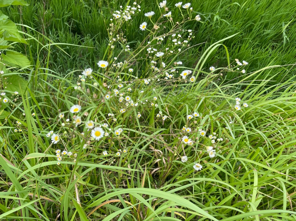 ヒメジョオン