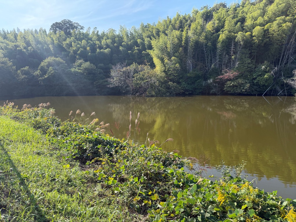 池とススキ