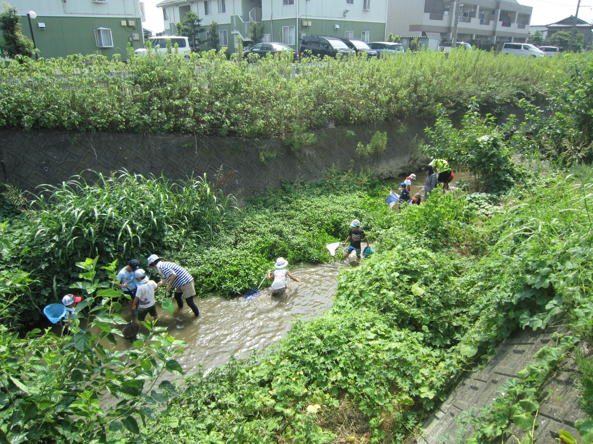 生き物採集