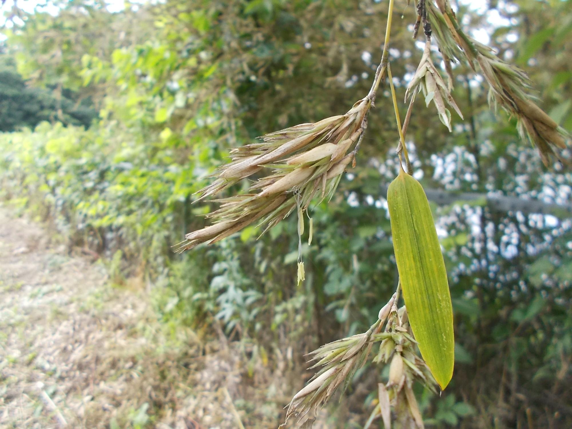 さらに近くから見た竹の花