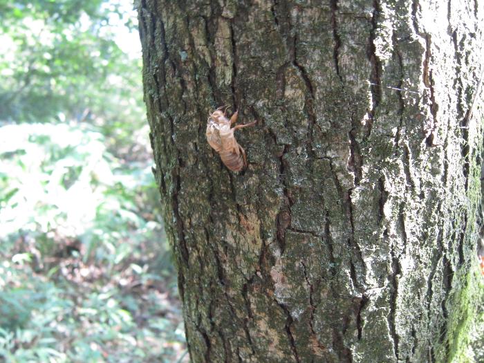 ツクツクボウシのぬけがら