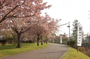 八重桜が咲く於大のみちの写真
