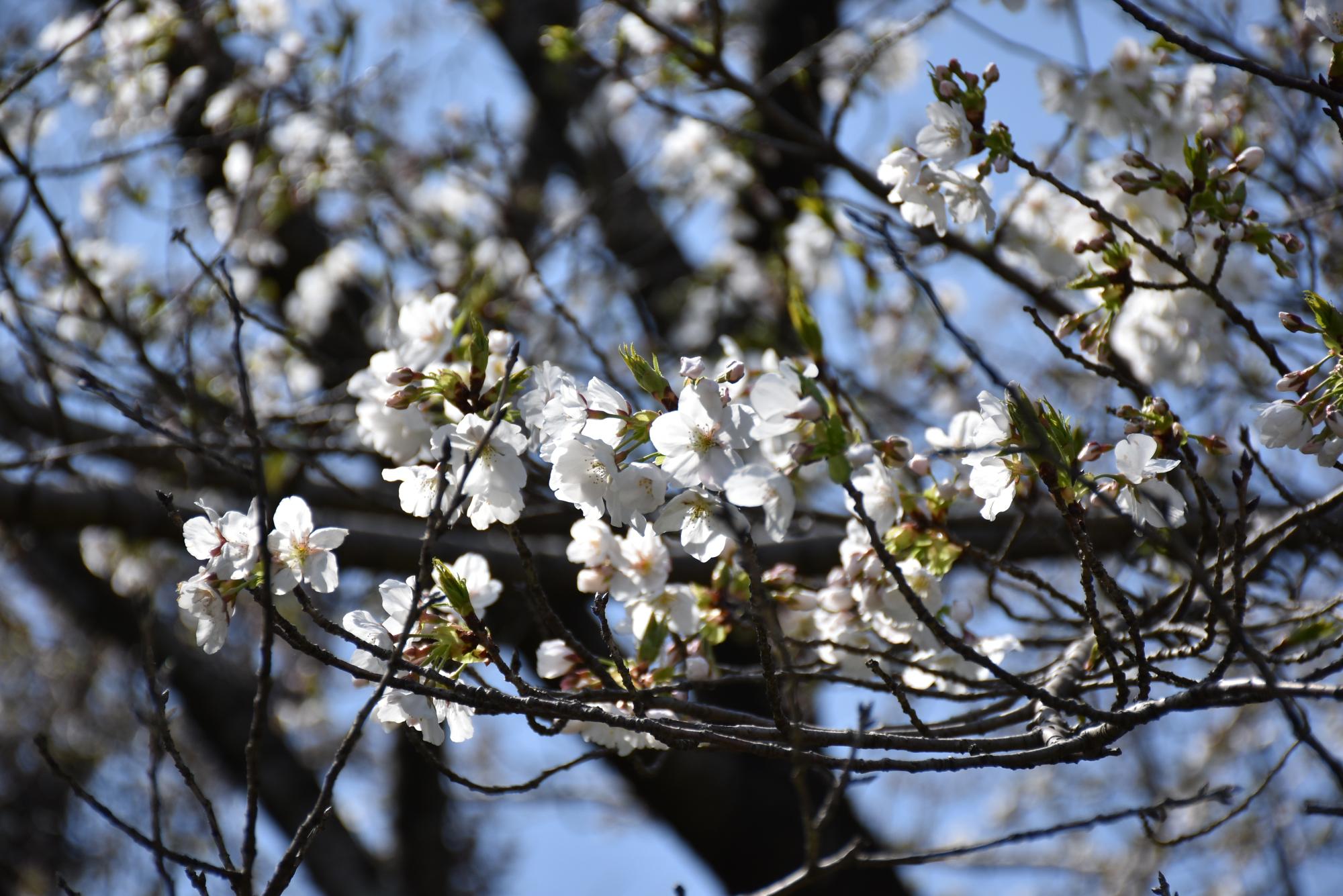 桜