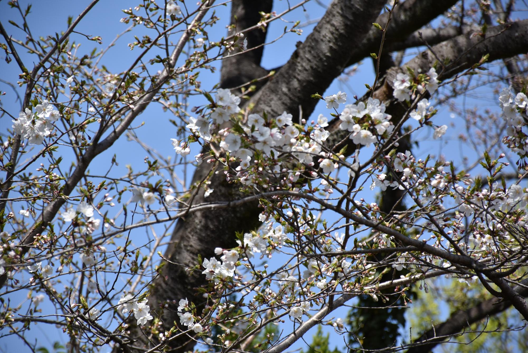 桜