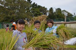刈った稲を抱く女子児童ら