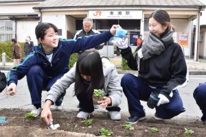 苗植え