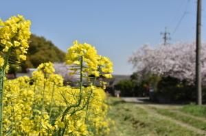 菜の花と桜