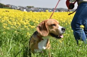 犬の小太郎くんと菜の花