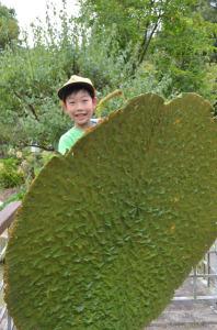大きなオニバスの葉を持ち体が半分以上隠れている児童