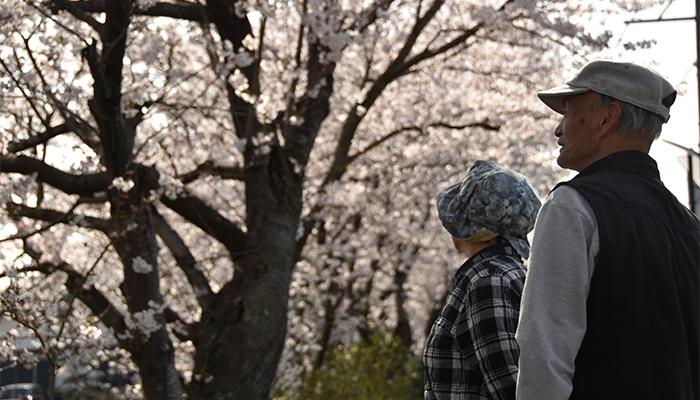 桜を見つめる夫婦