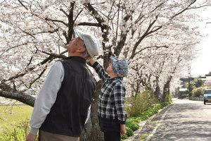 桜を見上げる歩行者