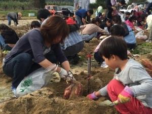 さつまいも掘りをする家族