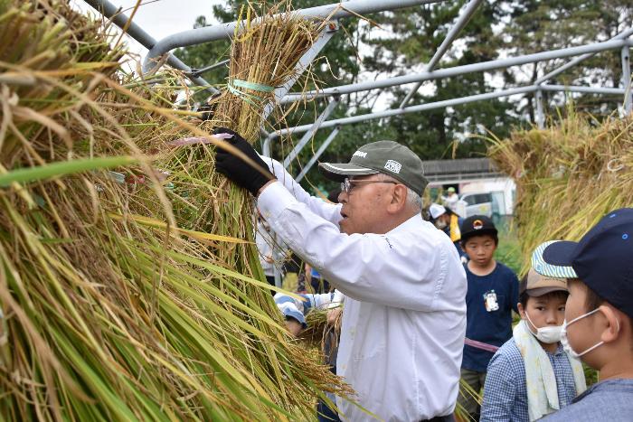 稲を干す見本を見せる東楽会の方