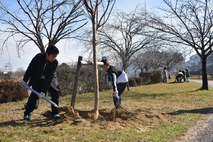 桜の根に土をシャベルでかける子供