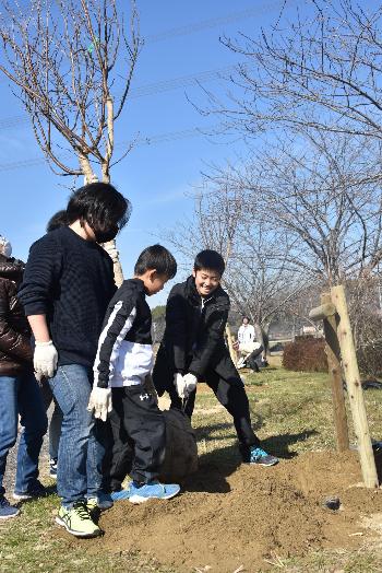 参加者一段となって桜の苗を植える様子