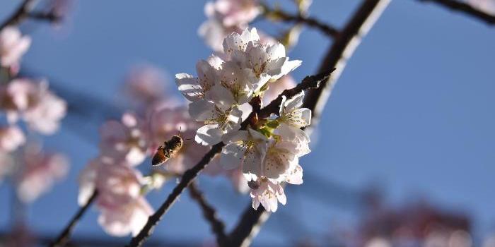 於大公園の河津桜にミツバチが近づく様子