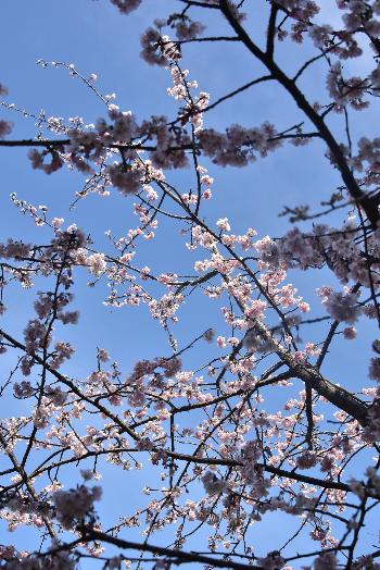 影と日向の河津桜