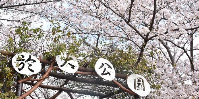 於大公園の文字と桜のコラボレーション