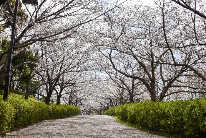 於大公園の桜のアーチ