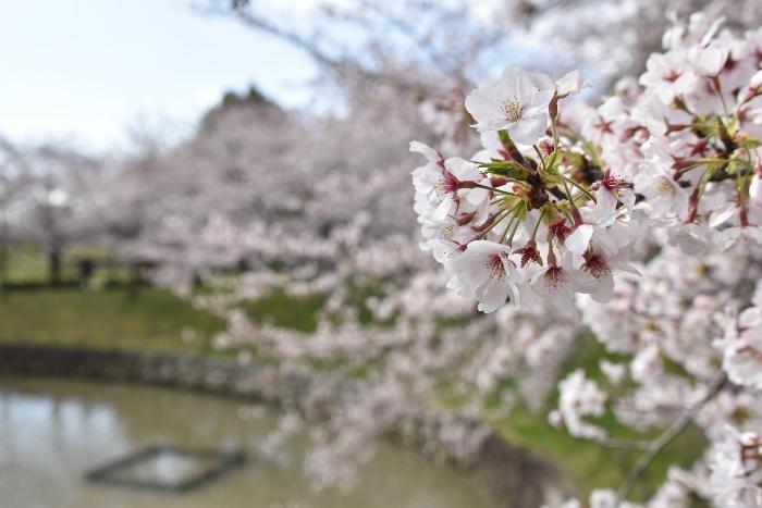 於大公園の池の上に咲く桜の近景