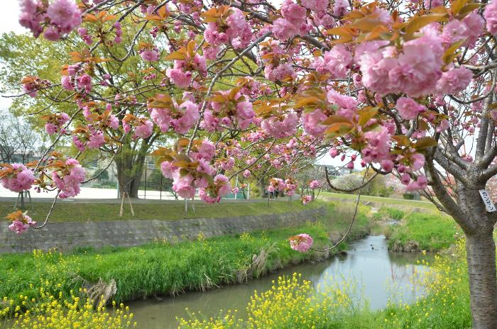 濃いピンクの八重桜