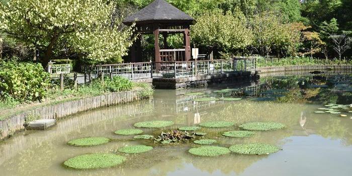 オニバス池のオニバス