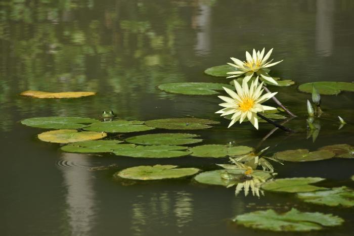 オニバス池の睡蓮