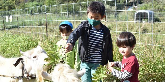 やぎさんの好物の草をあたえる子どもたち