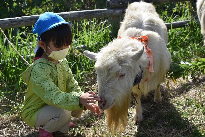 やぎの鼻をなでる子ども